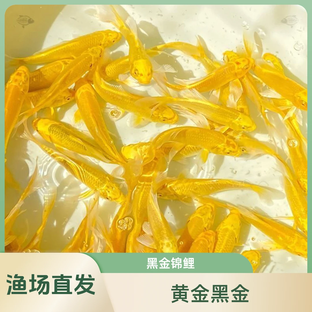 5条黄金黑金锦鲤淡水风水鱼好养顺丰包邮包活