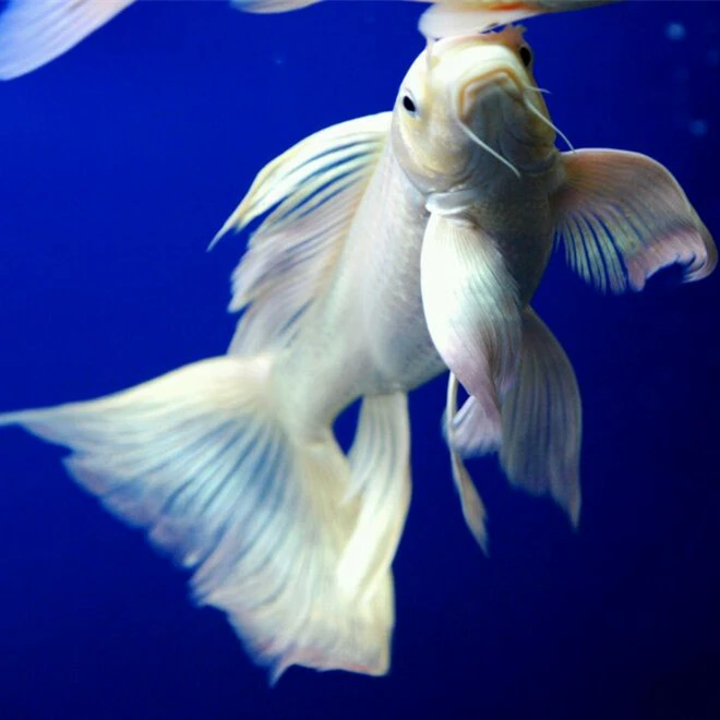 1条25公分长尾白金锦鲤淡水风水鱼好养顺丰包邮包活