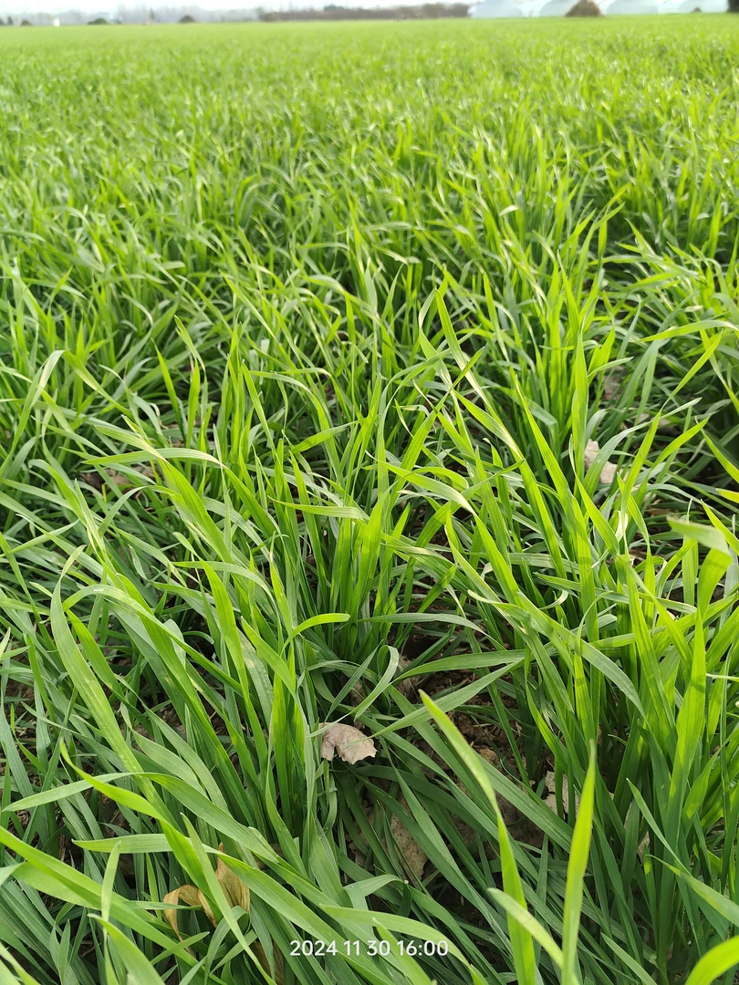 磷酸二氢钾各种作物都能用