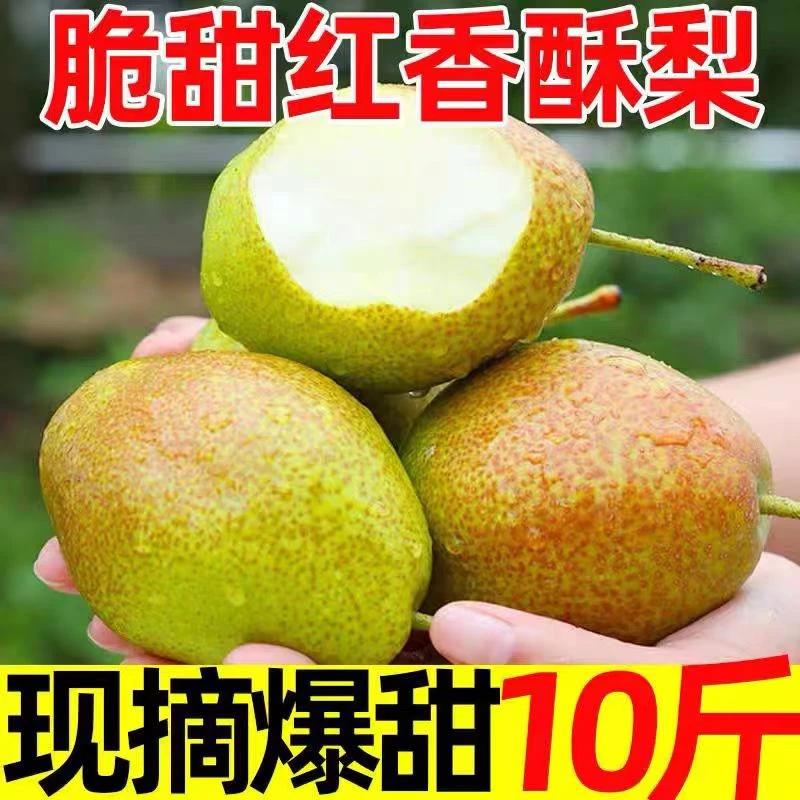 【四季风】山西运城红香酥梨当季新鲜酥梨运城脆细腻皮薄香脆甘甜