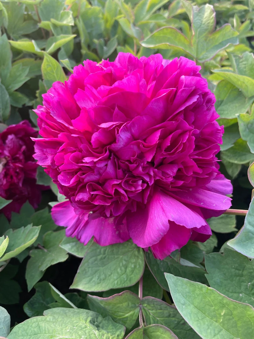 【首案红】紫红色精品牡丹花苗重瓣好养长势强盆栽地栽菏泽种植基地