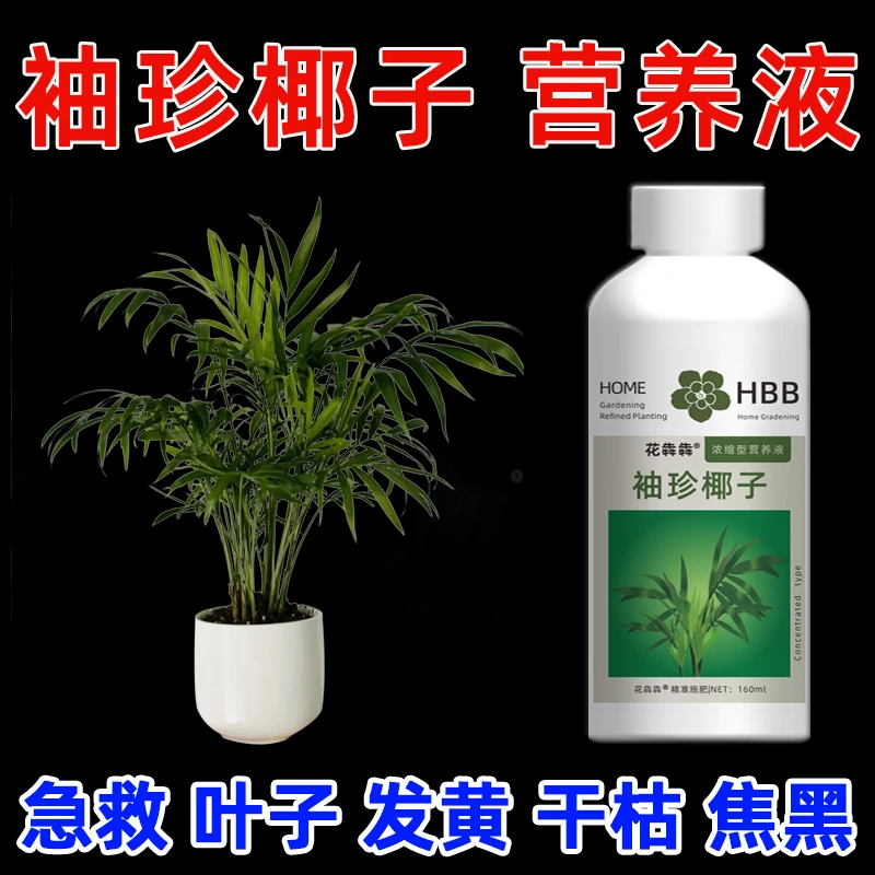 袖珍椰子叶子尖发黄干枯焦黑营养液水培凤尾竹新芽干尖肥料专用肥