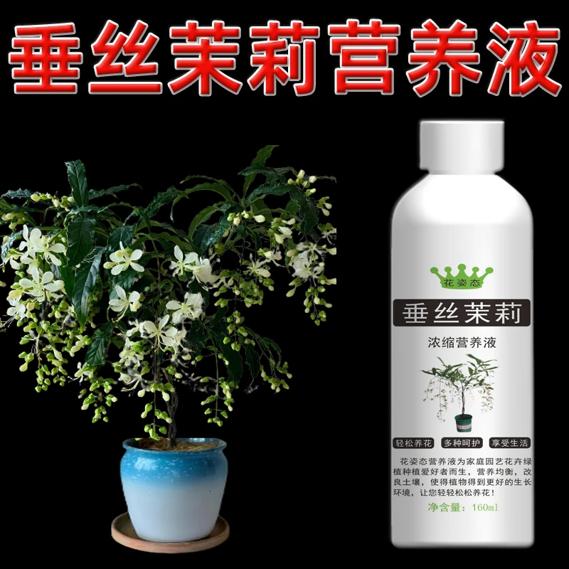 垂丝茉莉专用营养液叶子垂头催花专用肥叶子发黄肥料叶尖干黄促花