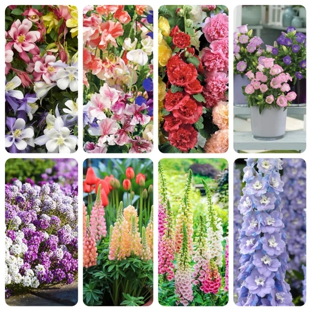 【秋播种子合集】耧斗菜香豌豆重瓣蜀葵大花飞燕草风铃草香雪球花园