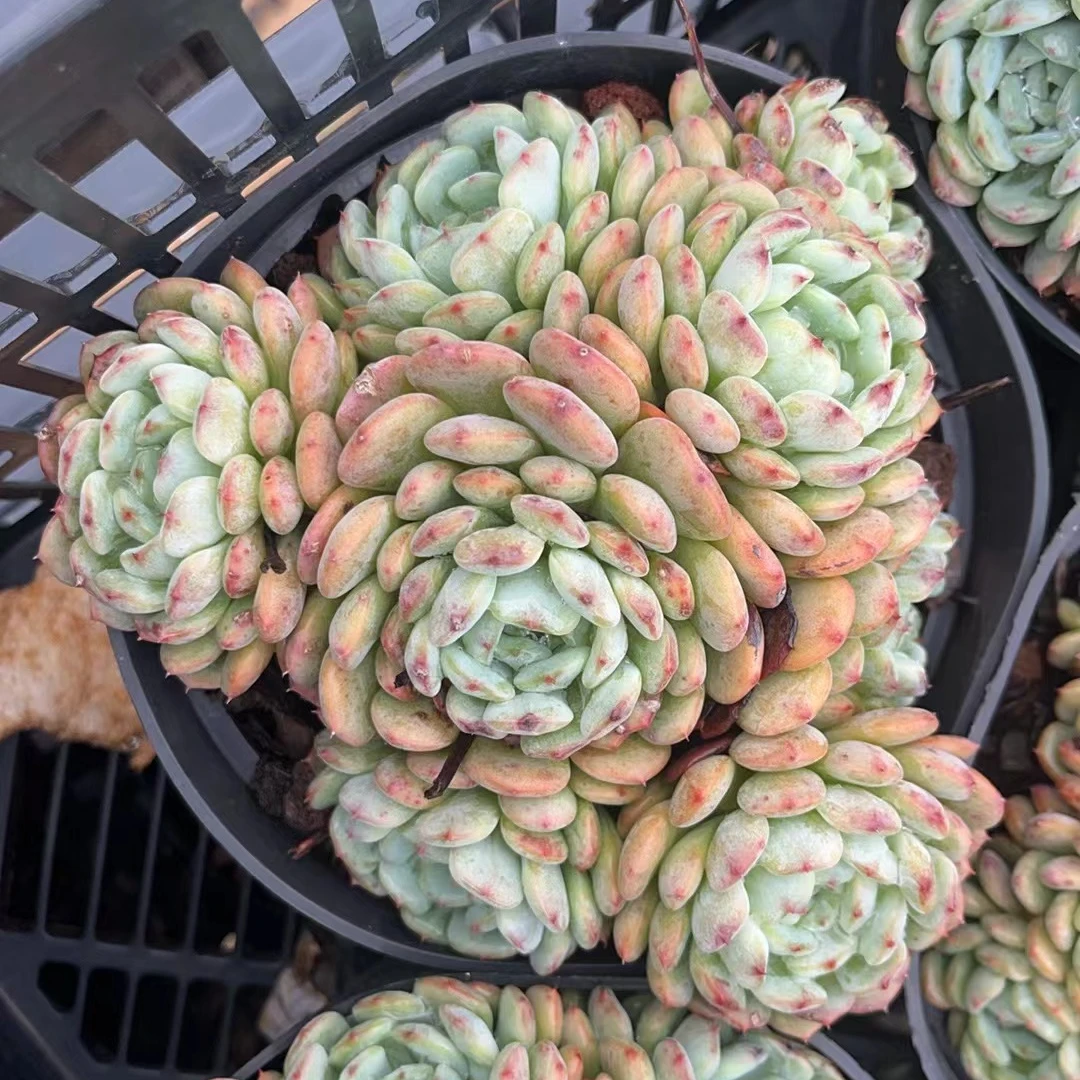 白胖子群 多肉满18包邮