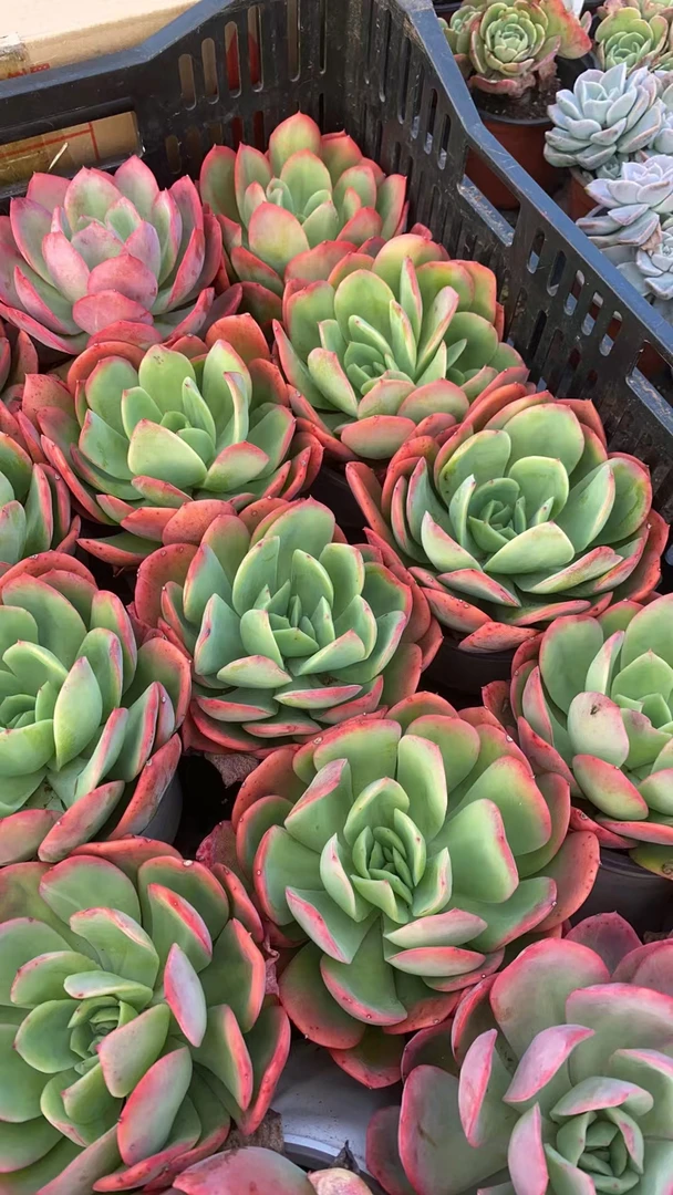 绮罗双头起 多肉