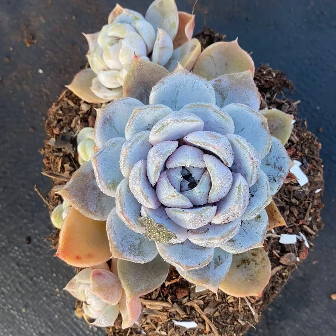 雪兔*精控群多肉