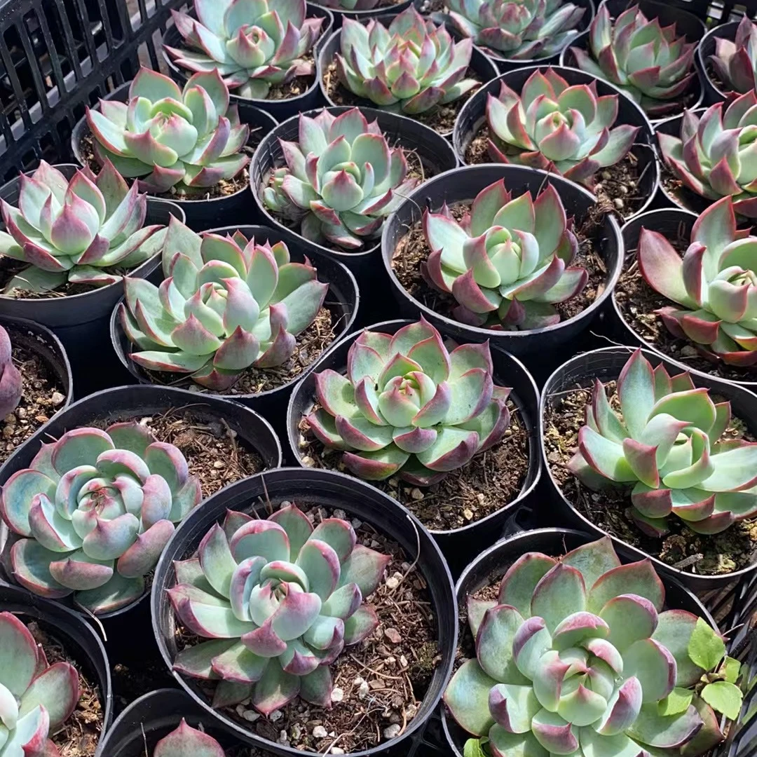 惊鸿仙子精品大圆盆单头  多肉