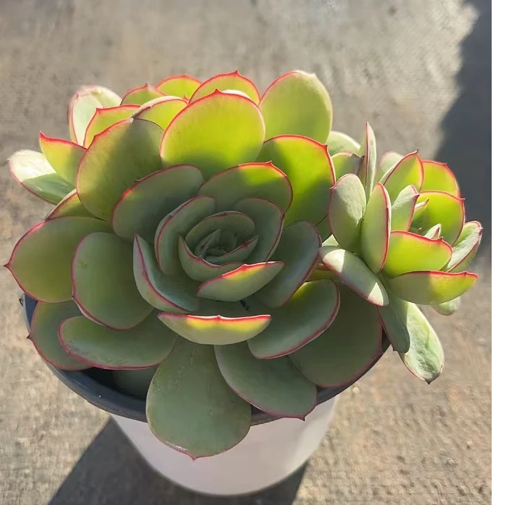 牡丹亭2头植物多肉