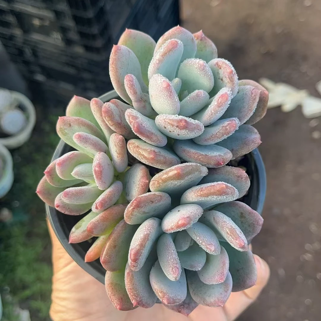 墨西哥美人多肉多肉