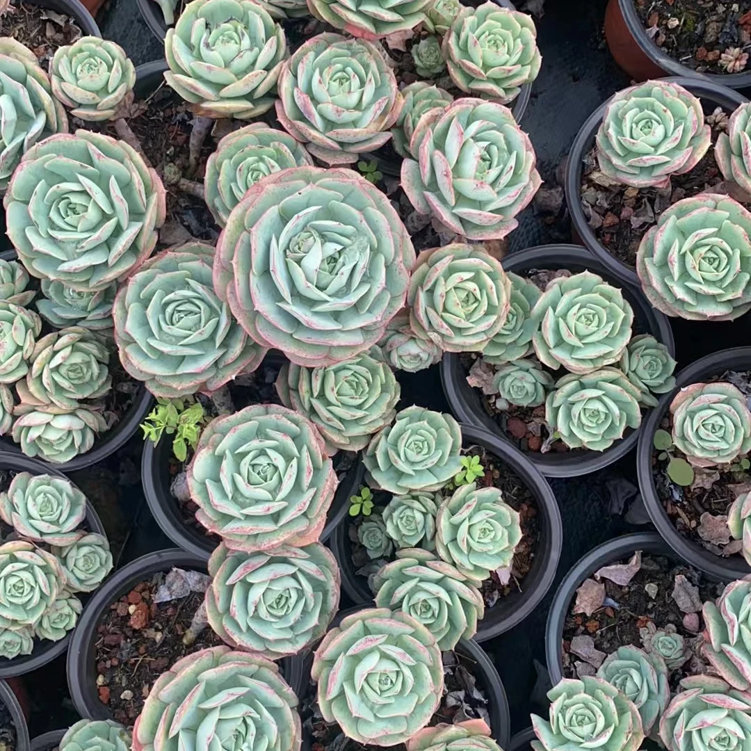 步步高升单头高桩四颗  多肉