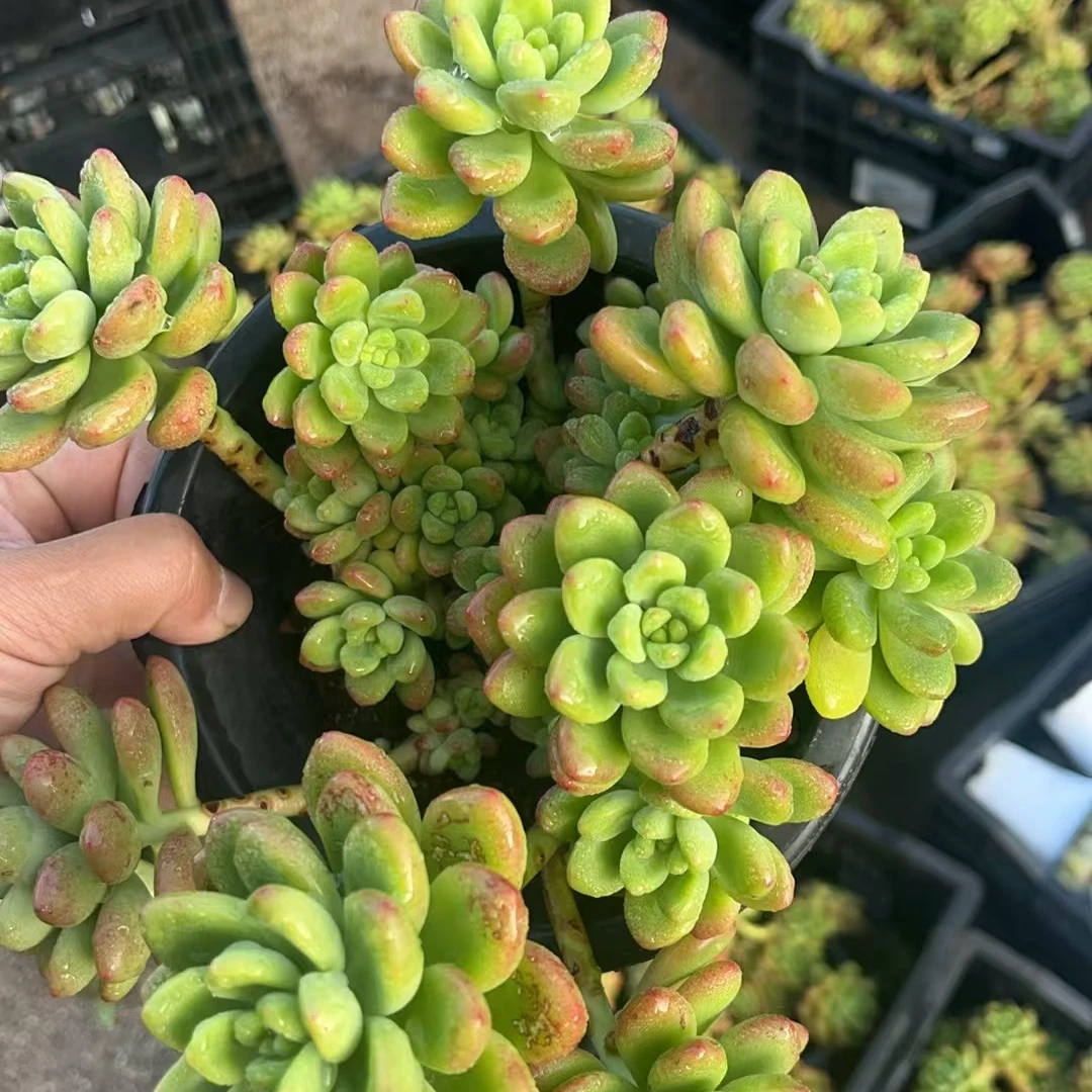 香格里拉大群多肉