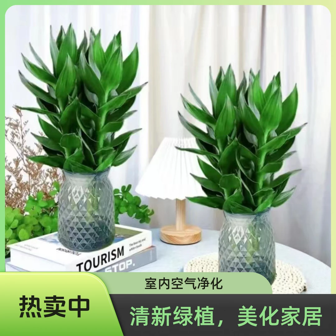 【买一送一】水培观音竹好养易活植物盆栽室内绿植简单轻奢树脂盆