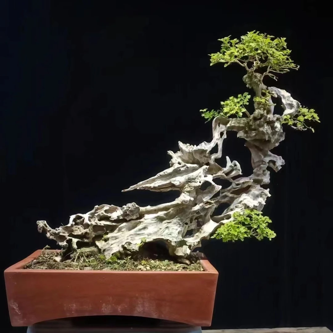 一物一拍黄荆盆景开紫花新手入门级盆栽黄荆树