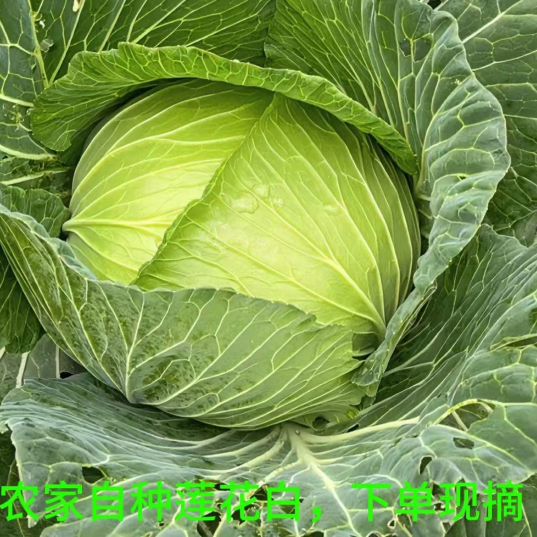 （胡支书推荐）农家新鲜蔬菜莲花白