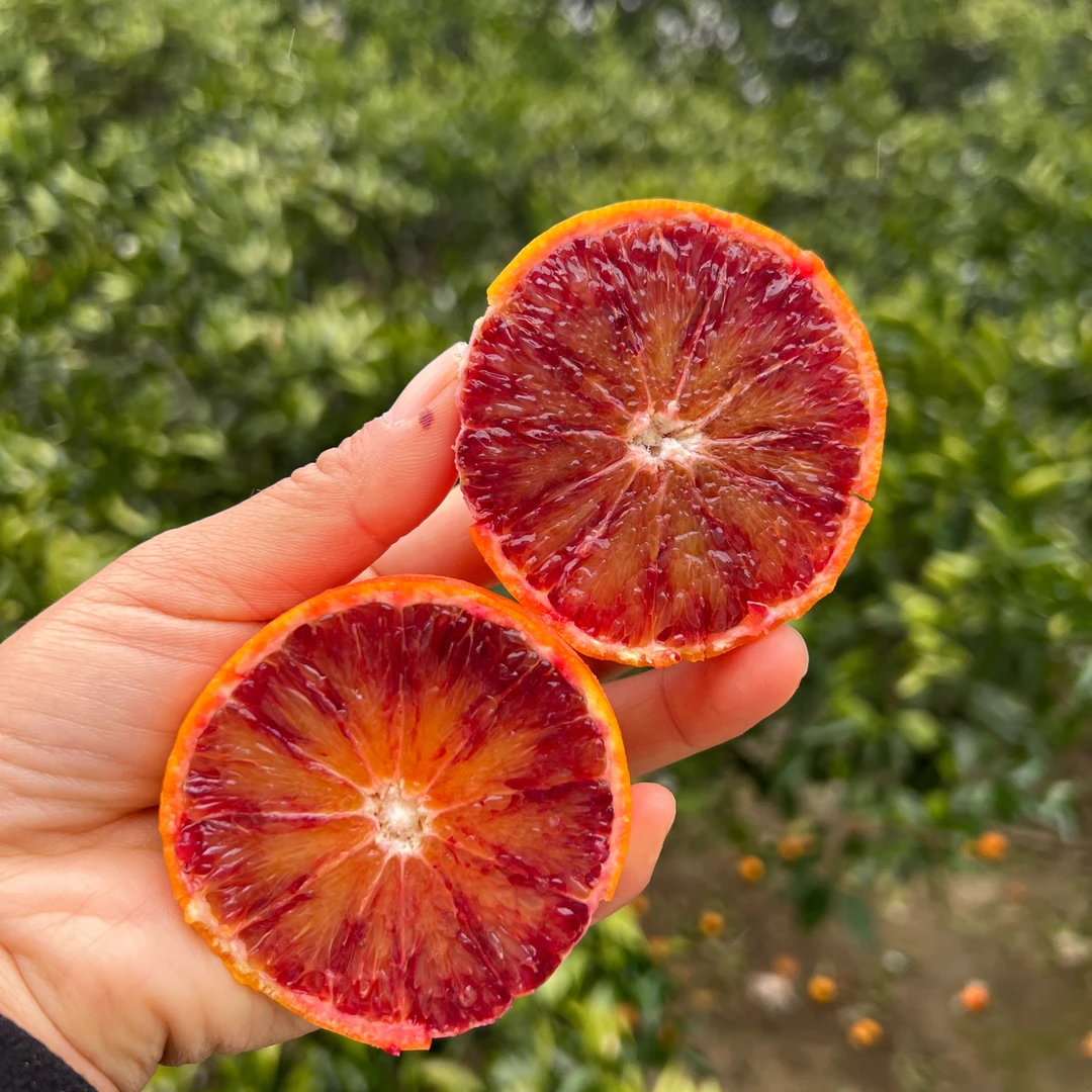 湖南溆浦正宗塔罗科血橙5斤10斤应季柑橘玫瑰血橙新鲜水果