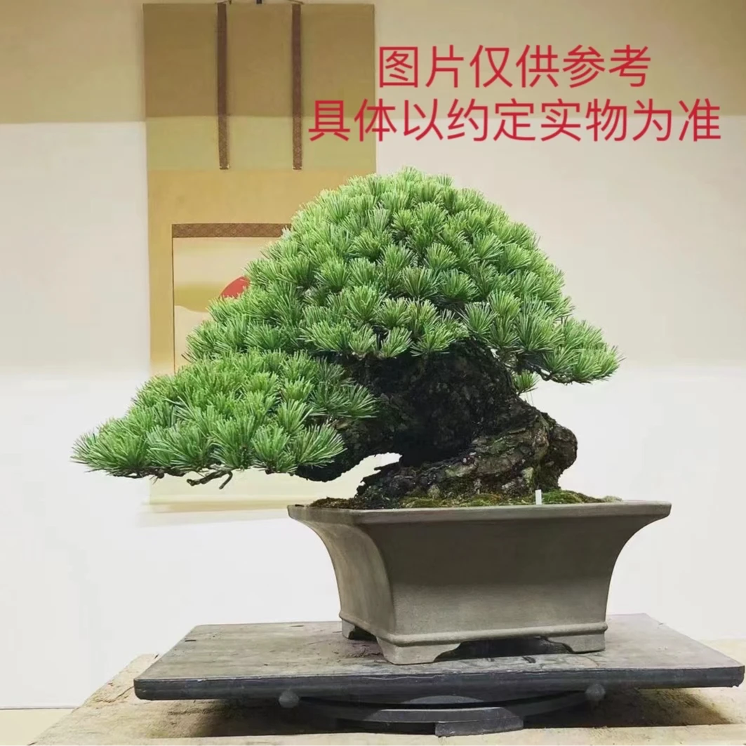仅供盆景链接专用