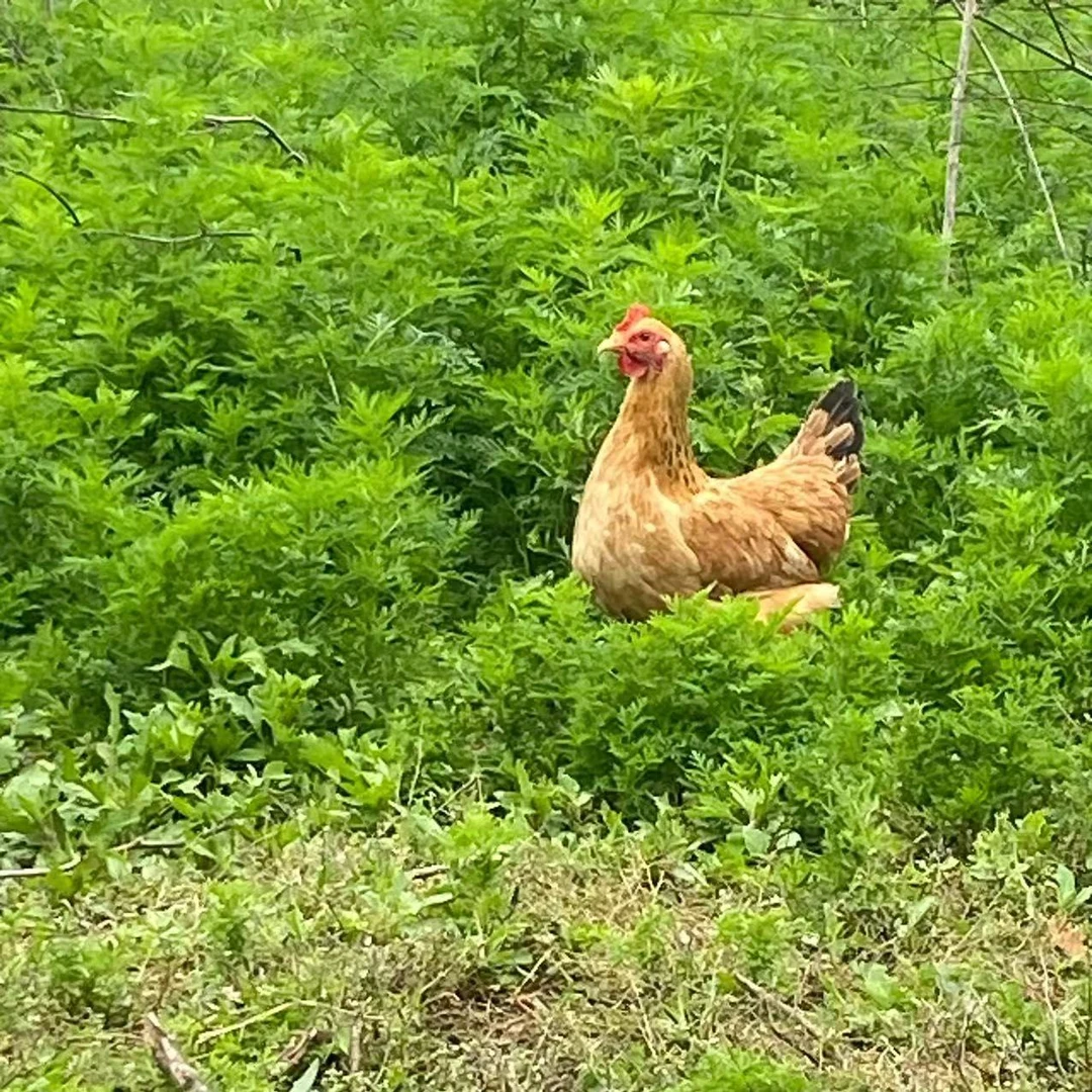 阿民师傅粉丝专享，正宗农家散养皖南土鸡   老母鸡