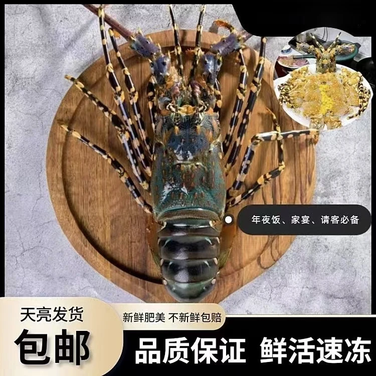 【码头价】活冻大花龙1.4-1.6斤/只 冷链发货 新鲜速冻坏单包