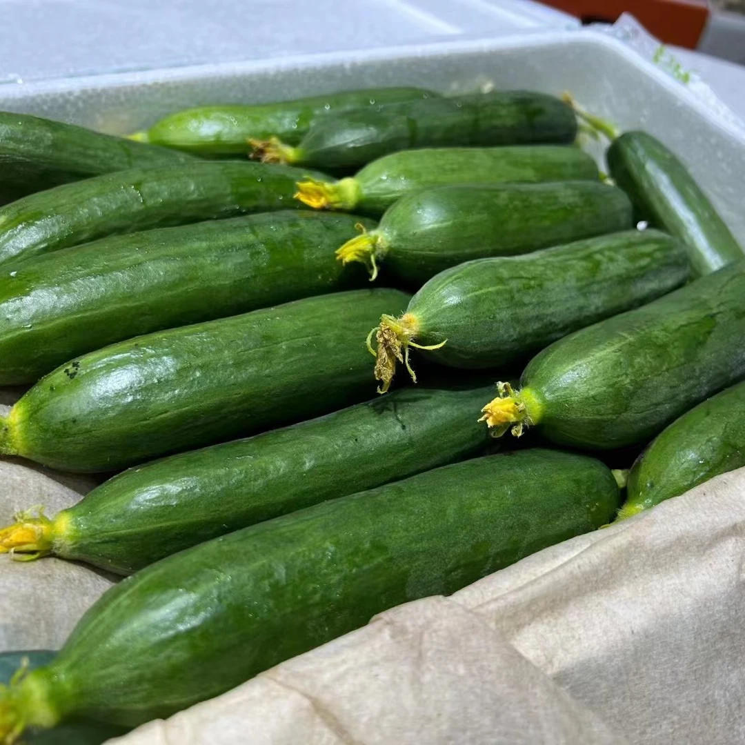 水果黄瓜  约450-500 克