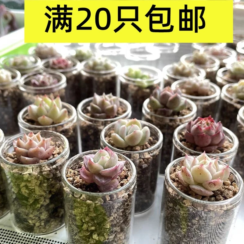 多肉小玻璃瓶透明仙人球花盆迷你肉肉种植花盆家用简约迷你小吊篮