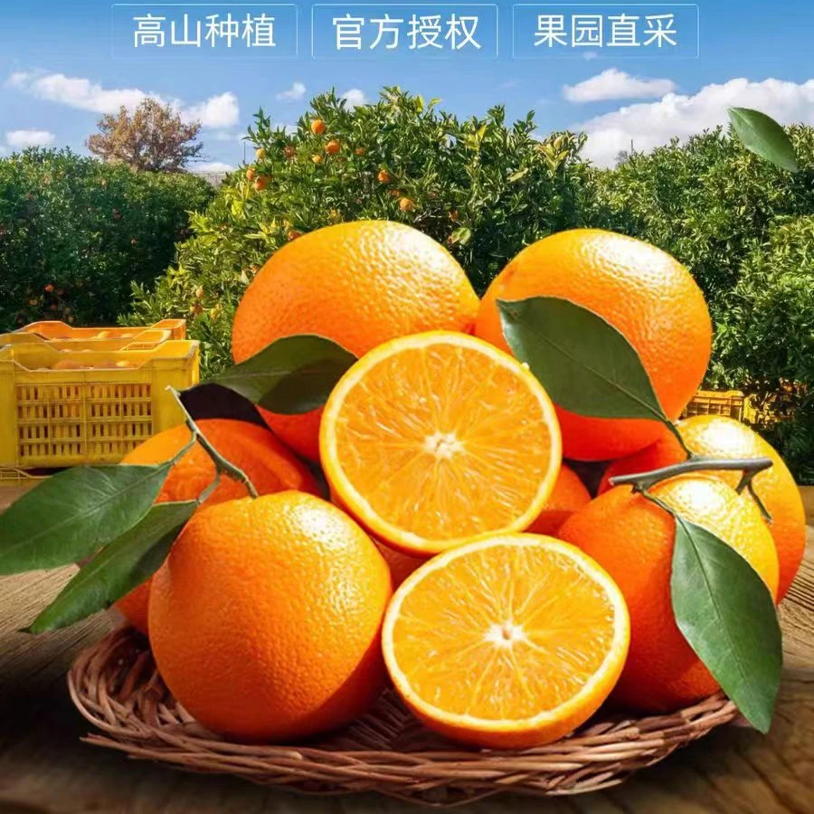 赣南果园现摘脐橙甜橙精品脐橙应季水果新鲜孕妇水果江西赣南脐橙