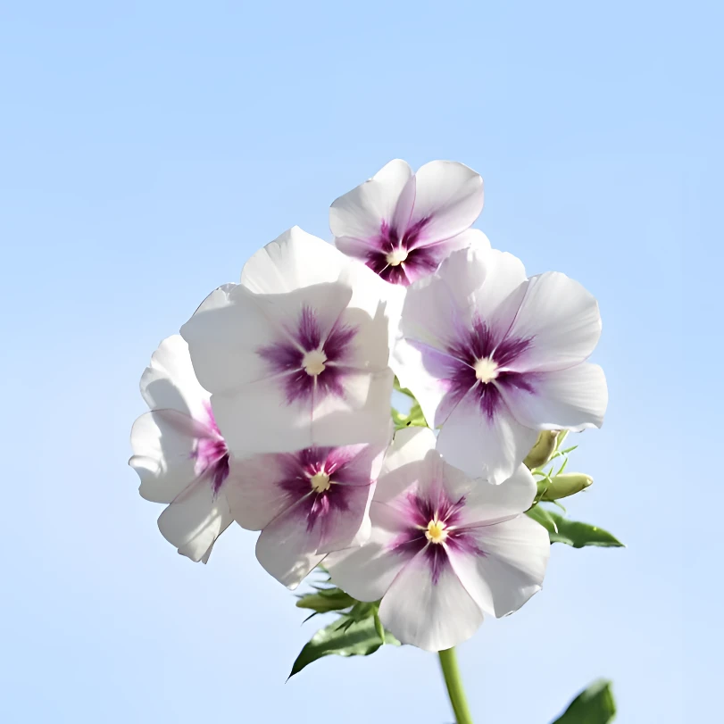 芝樱花籽芝樱花种子福禄考花籽花种四季室外北方阳台见土就活花种