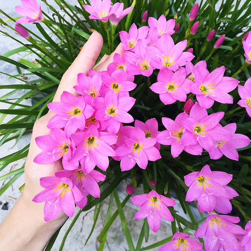 风雨兰种球 夏季开花盆栽四季种子阳台庭院花卉多年生简单生长快