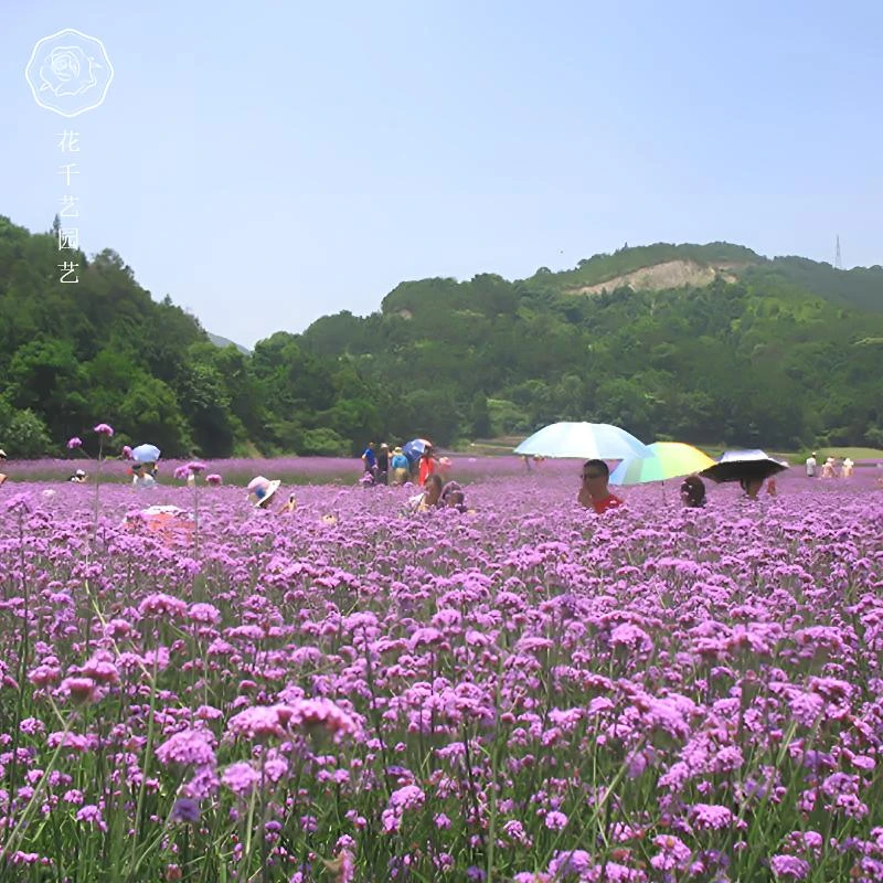 柳叶马鞭草阔叶马鞭草宽叶种子多年生耐寒花籽简单种植养花春季