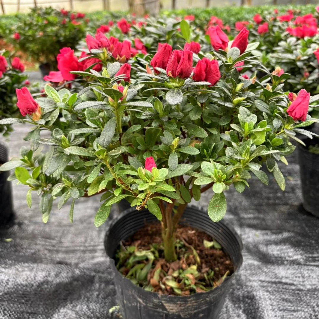 【大红色】杜鹃花盆栽带花苞室内外盆栽地栽好养易活