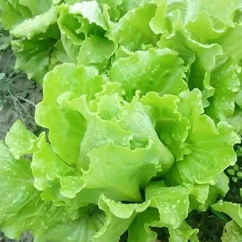 优质甜脆玻璃生菜种子脆嫩生吃生菜种籽阳台四季盆栽高产种植耐热