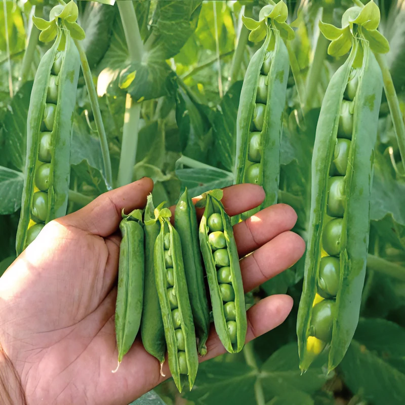 正宗优质豌豆种子种植蔬菜种子四季播蔬菜蚕豆种子菜豌豆高产矮生