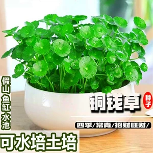 正宗优质【铜钱草种子】精品水培办公室盆栽花卉绿植高产铜钱草四季