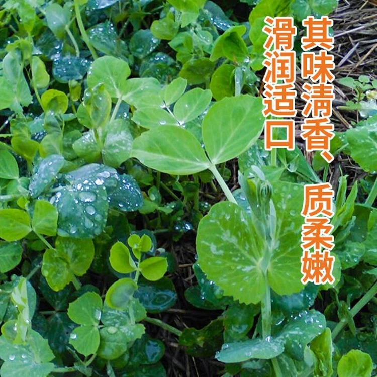正宗优质豌豆苗种子品质种籽尖芽苗菜摘孑农家种子的丰富高产