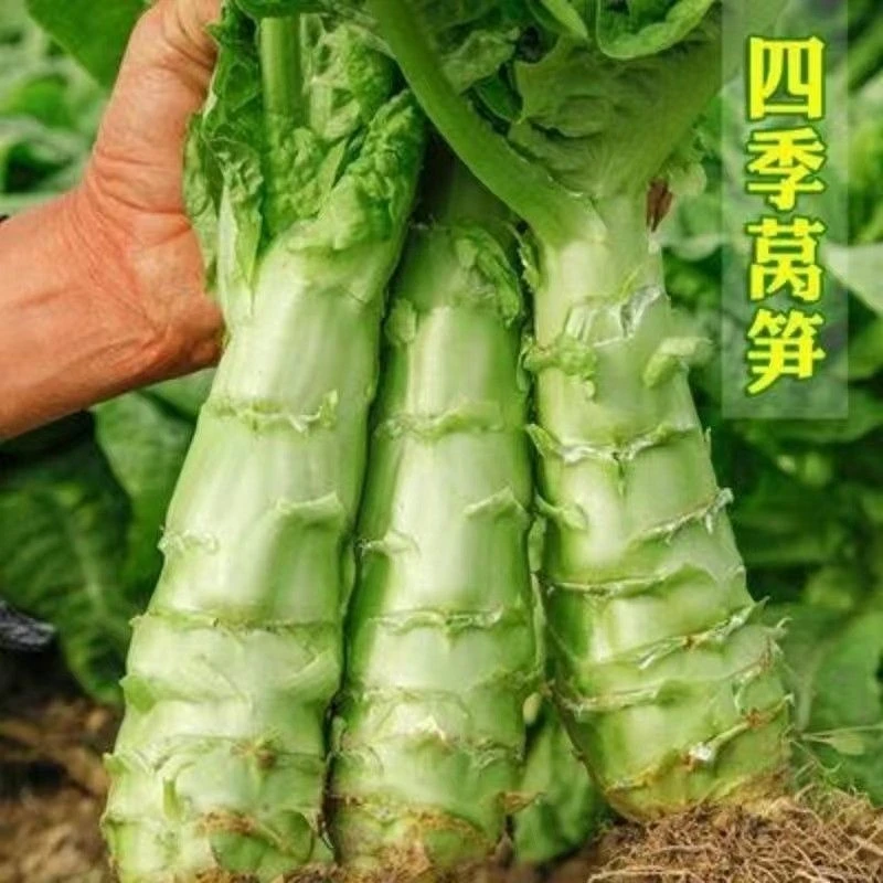 优质二白皮莴笋种子四季绿肉耐热耐寒高产尖叶红皮香种植高产播种