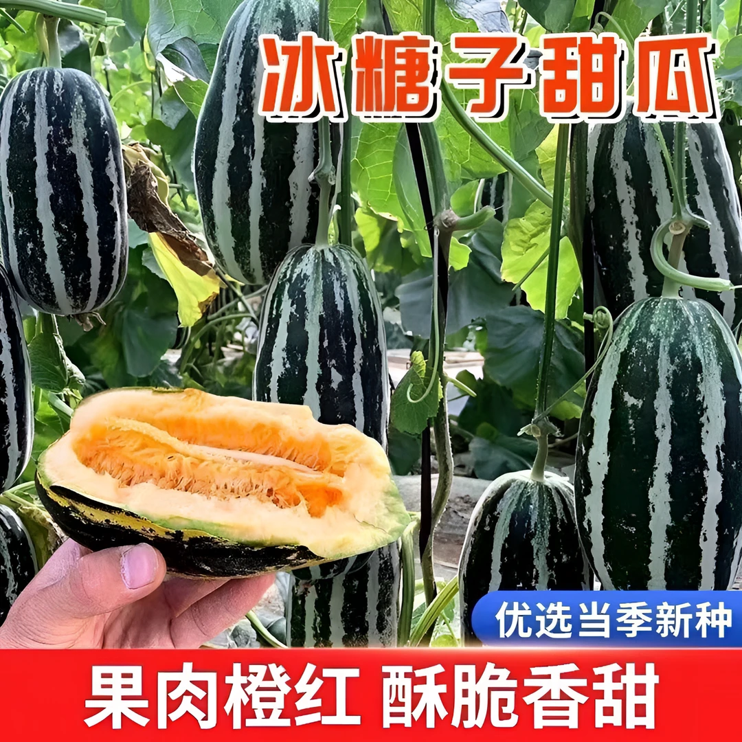 正宗优质冰糖子甜掉牙良种薄皮超甜花皮糖度四季水果优良高产优选