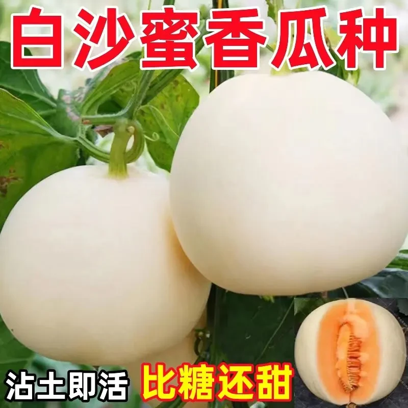 正宗优质原装脆甜白沙糖甜瓜种香甜早熟香瓜籽白沙蜜甜瓜春季高产