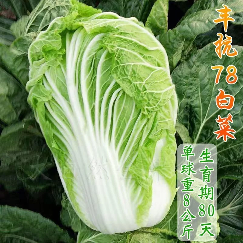 丰抗78白菜种子包心大白菜籽早熟抗热耐寒卷心菜籽易种