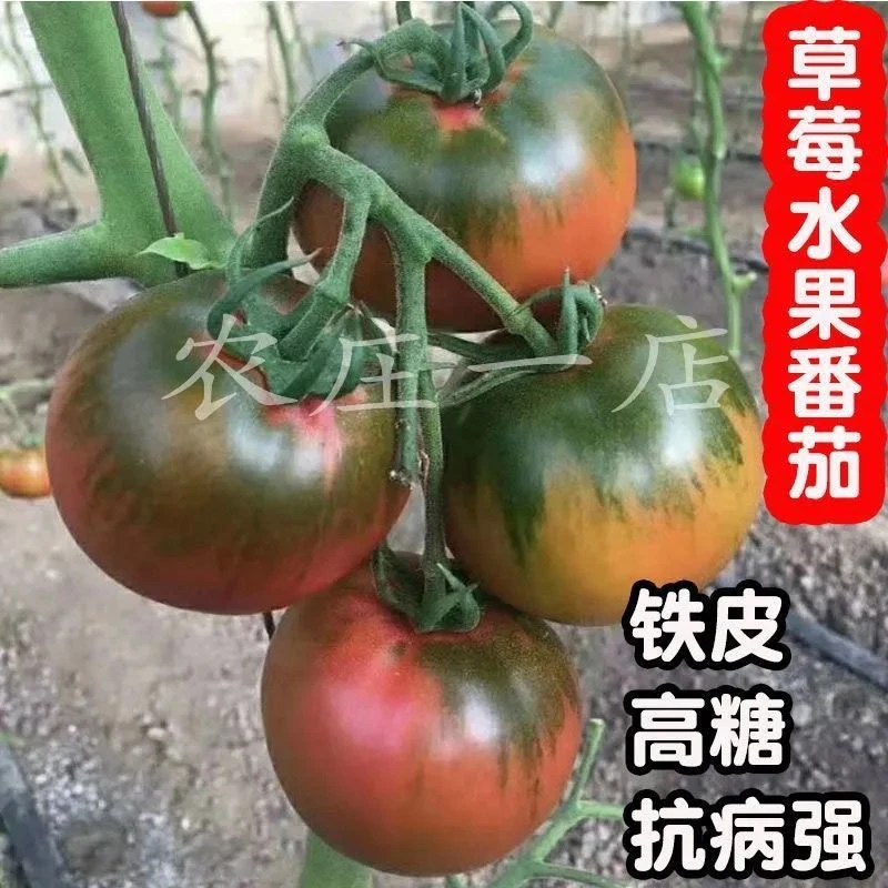 精选优质【甘甜】水果草莓番茄种子超甜番茄苗东北铁皮柿子种高产