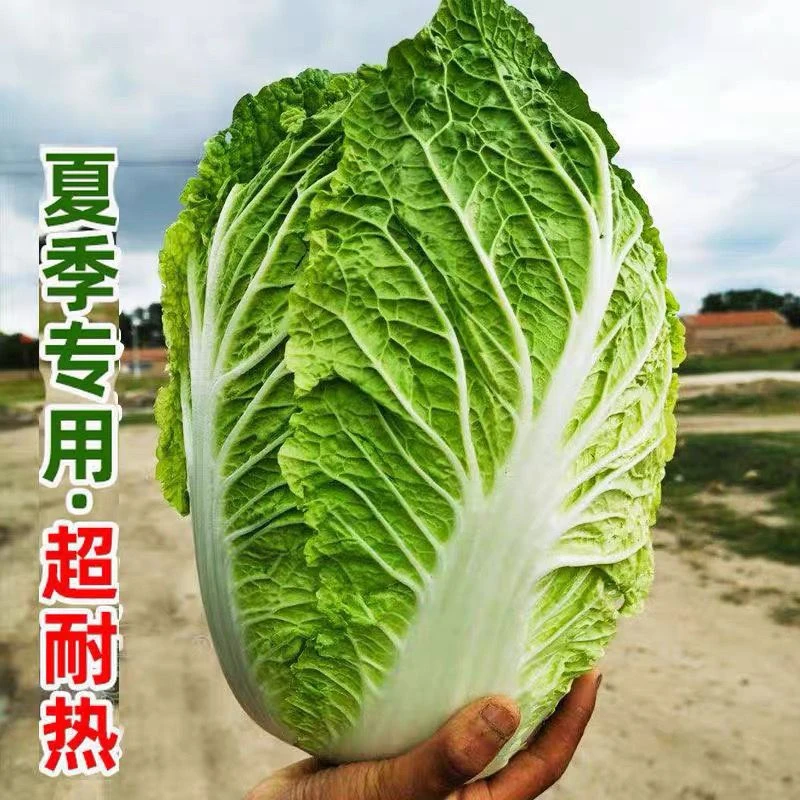 夏阳大白菜种子精选优质阳台花盆夏季专用种植白菜籽50天早熟高产