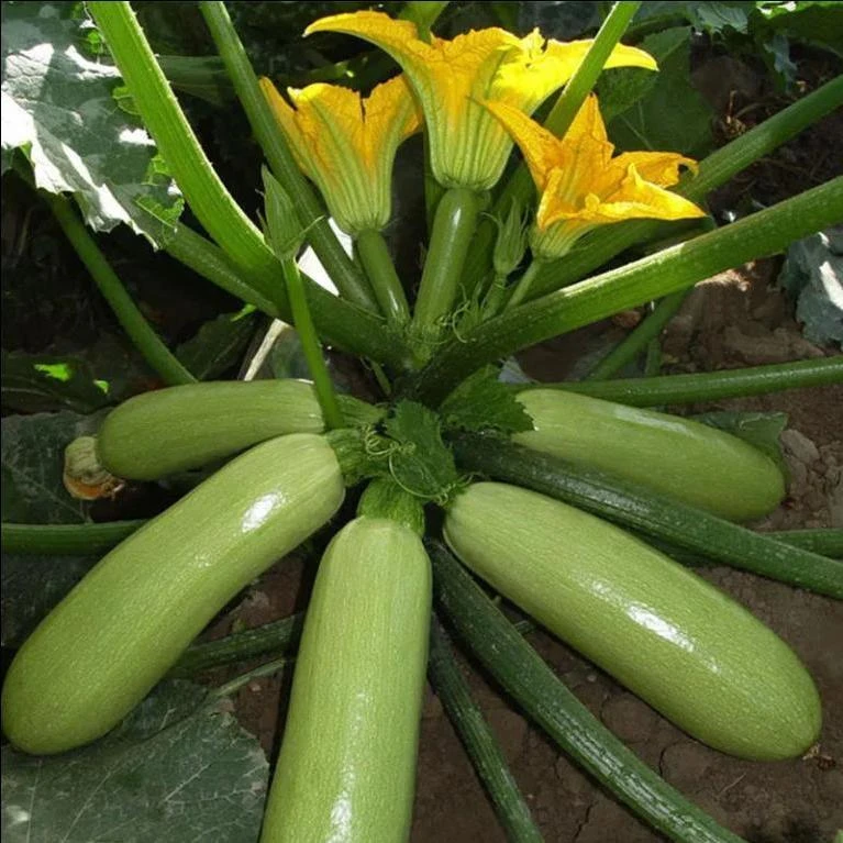 正宗优质早青一代西葫芦种子无曼早熟大田盆栽高产蔬菜籽良种高产