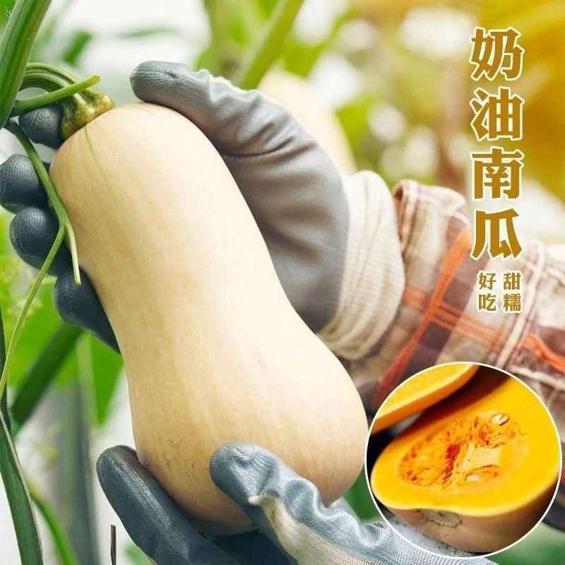 正宗优质四季奶油南瓜种子春季秋季四季蜜本甜糯红甜栗好吃南高产