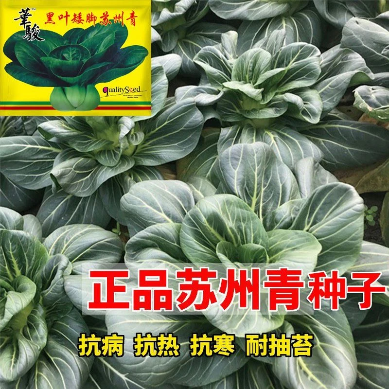 黑大头菜籽青菜种子原装大叶黑叶油亮矮脚苏州青上海青菜易