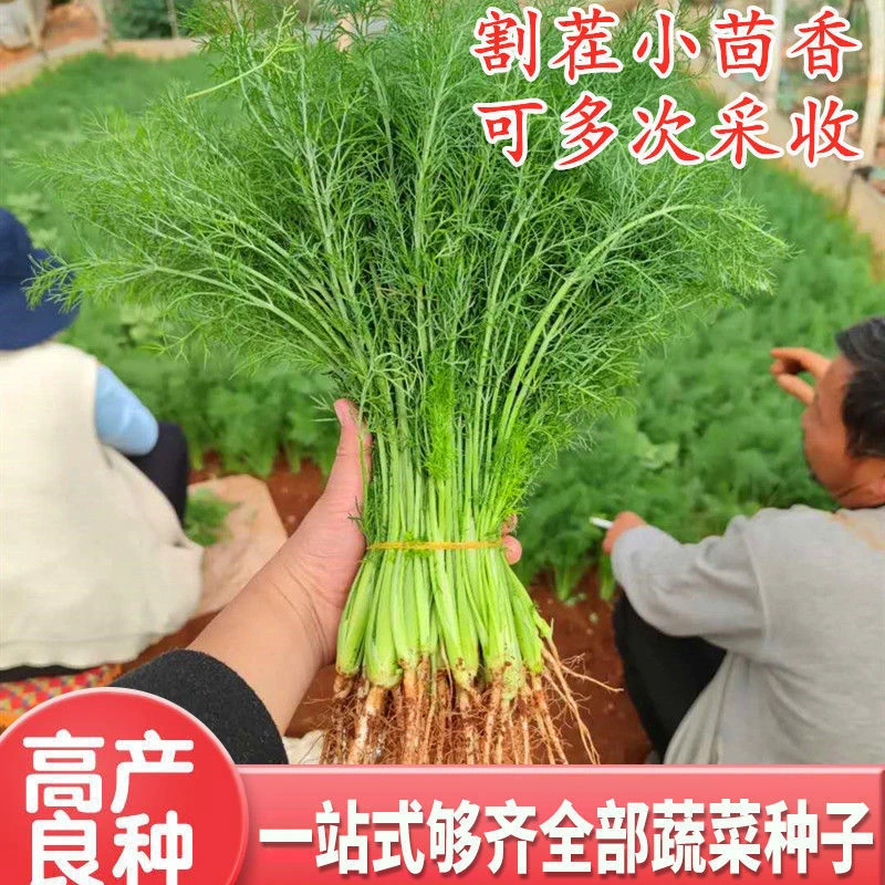 正宗优质割茬茴香菜种耐寒耐热小茴香种籽四季多次采收蔬菜种高产