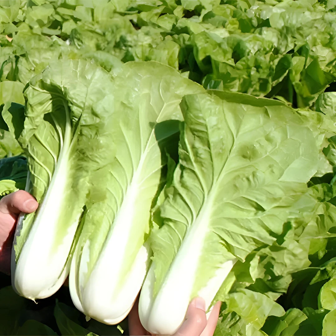 【基地直销】四季奶油快菜嫩绿精品种植鲜嫩阳台易播耐热高产包邮