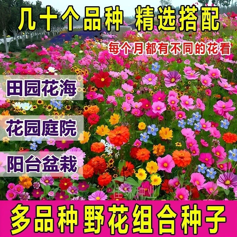 优质花种子波斯菊混色百日菊花野花组合金鸡易种