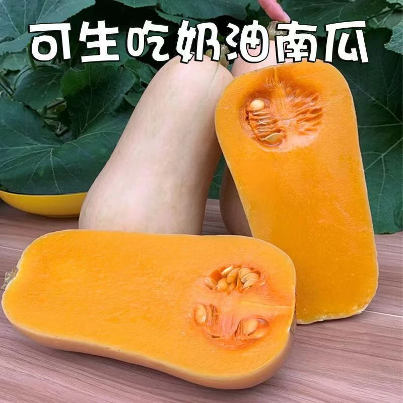 奶油南瓜种子小南瓜籽甜板栗南瓜高产蔬菜籽盆栽蔬菜易种