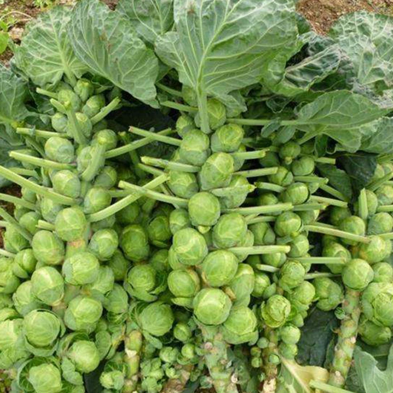 正宗优质孢子甘蓝种子甘蓝籽春秋季小型芽球包心菜阳台种植高产
