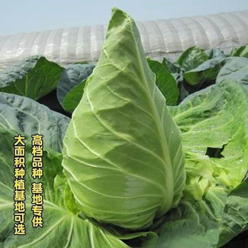 应季新种牛心甘蓝种子春丰甘兰包菜大牛角卷心菜种耐热耐寒