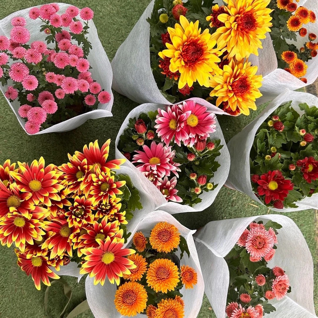 菊花盆栽（一物一拍）清棚处理 无售后